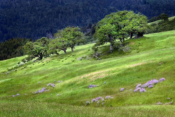 Jones, Adam 아티스트의 Grasses and trees-Dolason Prairie just off Bald Hills Road-California작품입니다.